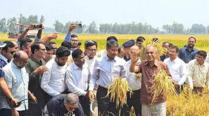 সীমান্ত এলাকায় ধান কাটতে কৃষকদের ভয় নেই: কৃষি উপদেষ্টা
